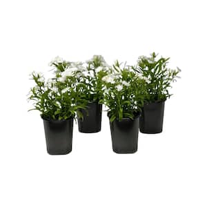 1.38 Pt. Dianthus Ideal Select White in Grower's Pot (4-Pack)