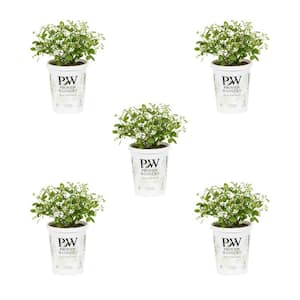 1.5 Pt. Proven Winners Euphorbia Annual Plant (5-Pack)