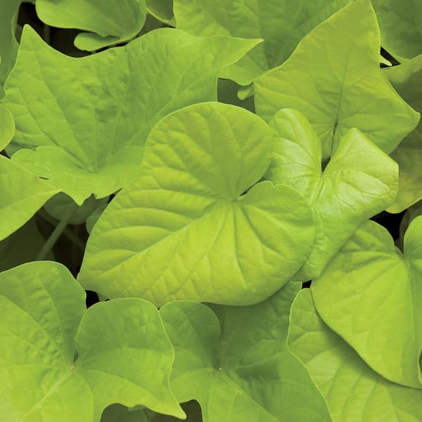 Vigoro 2 qt. Ipomoea Sweet Potato Vine Spotlight Lime Heart Annual Plant