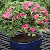 brussel-s-bonsai-bonsai-trees-dt-6016az-1f.3
