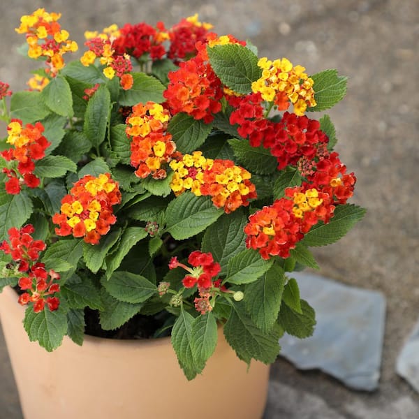ALTMAN PLANTS Dallas Red Lantana Flowers, Heat Tolerant Spring