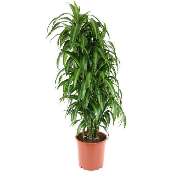 variegated indoor plants Monstera Lechleriana Variegated Houseplants main image 1