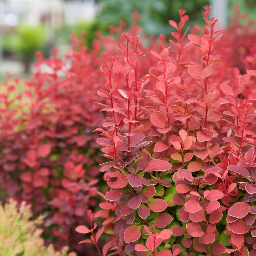 Southern Living Orange Rocket Barberry Shrub in 2-Gallon Container