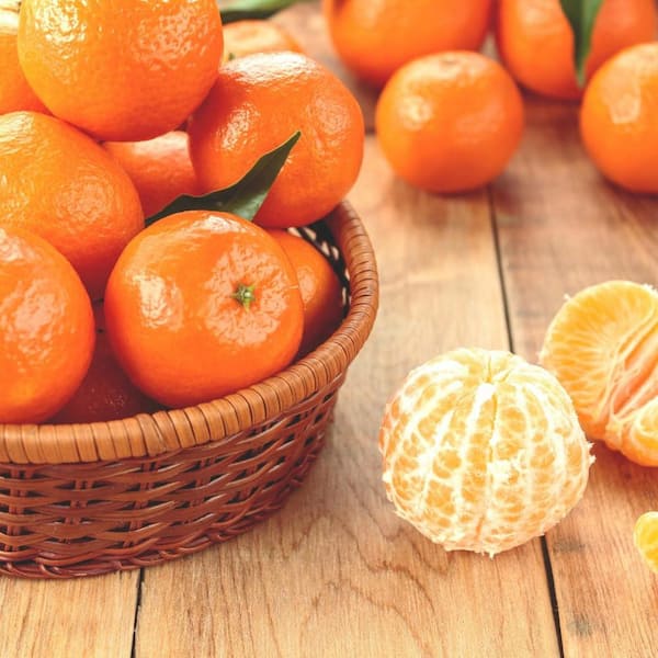 Dwarf Tangerine Tree