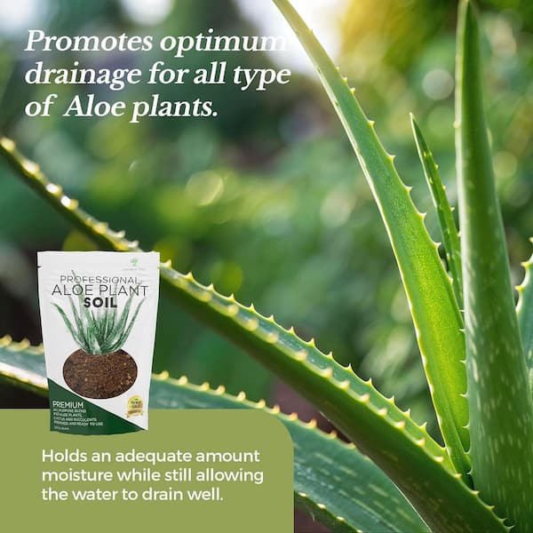 LEAVES AND SOUL Professional Aloe Plant Soil, 2.2 qt., Ready to Use, For  Aloe, Cactus, Succulents, Premium Blend B09WNM9TSL - The Home Depot