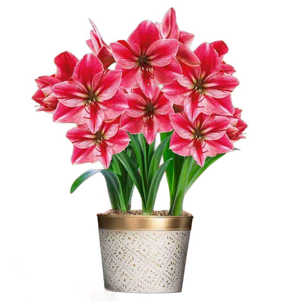 Gervase Pink Flowering Amaryllis 3 Bulb Holiday Gift Kit-Three Dormant Bulbs Pre-Planted in 9 in. Gold Metallic Planter price history on PriceWatchPro