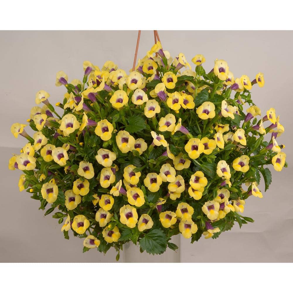 Super Yellow Shade Torenia (12-Pack) 601072 - The Home Depot