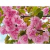 Online Orchards 3 ft. Kwanzan Cherry Blossom Tree with Large Pink Globe  Shaped Flower Clusters FLCH201 - The Home Depot