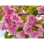 Online Orchards 3 ft. Kwanzan Cherry Blossom Tree with Large