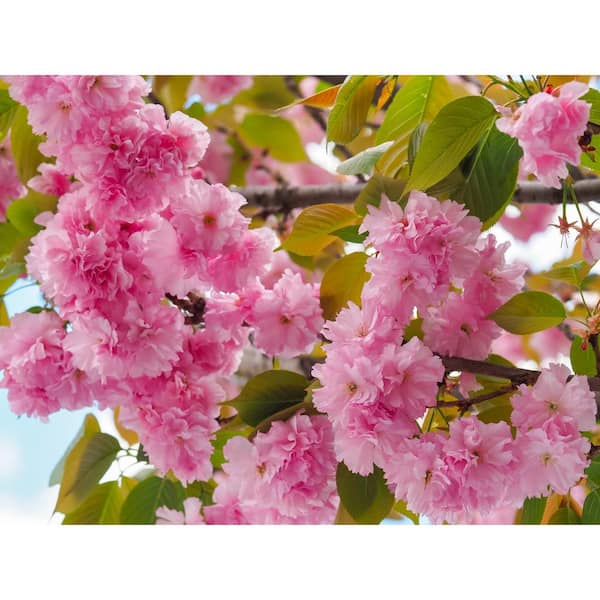 Online Orchards 3 ft. Kwanzan Cherry Blossom Tree with Large Pink Globe Shaped Flower Clusters
