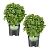 Bonnie Plants Bonsai Basil 4.5in 2-Pack Live Plants 208554 - The Home Depot