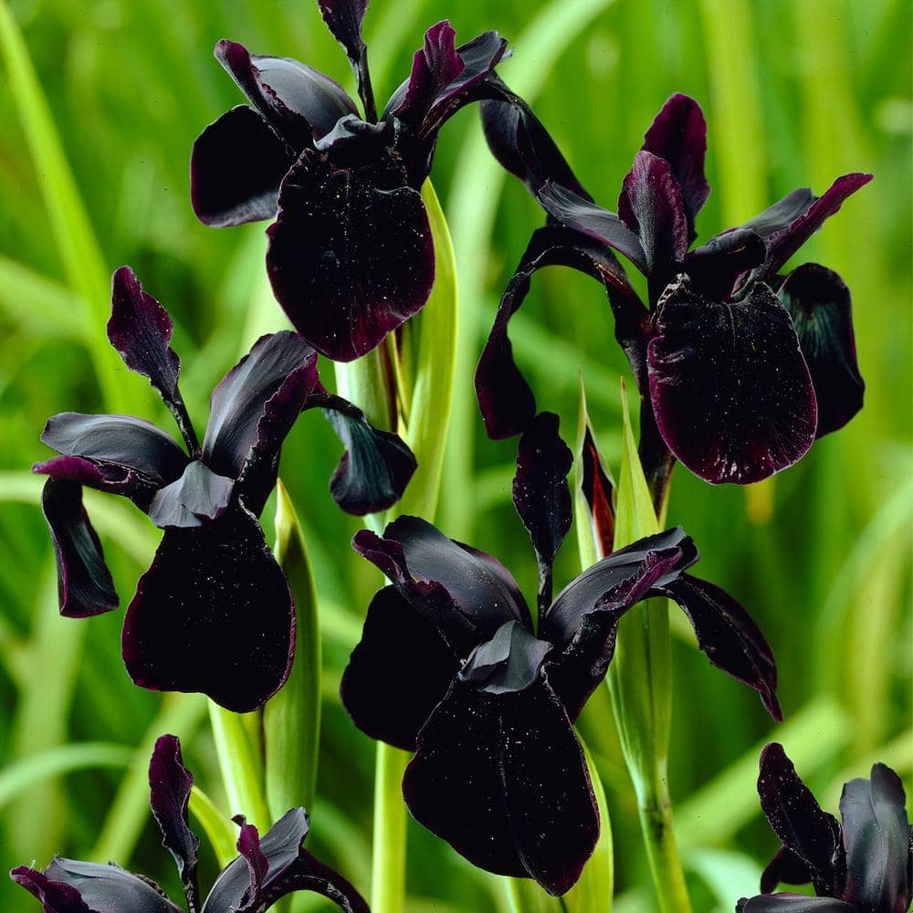 VAN ZYVERDEN Iris Black Chrysographes (Set of 3 Bulbs) 83656 - The Home  Depot