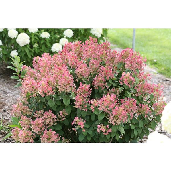 PROVEN WINNERS 3 Gal. Little Quick Fire Hardy Hydrangea (Paniculata) Live Shrub, White to Pink Flowers