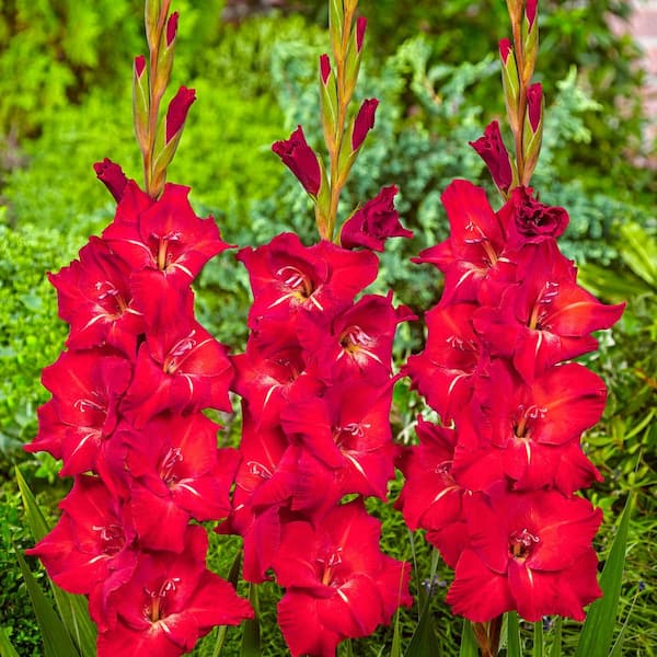 Van Bourgondien Red Flowers Black Swan Gladiolus Bulbs (25-Pack)