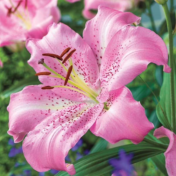 Breck's Oriental Lily Josephine Bulbs (10-Pack)