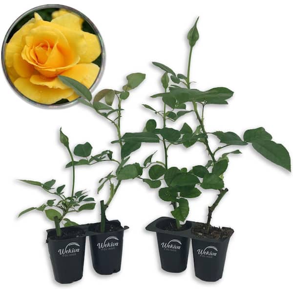 Wekiva Foliage Midas Touch Rose Bush-4 Live Starter Plants in 2 in. Pots-Beautifully Fragrant Heirloom Rose from Florida