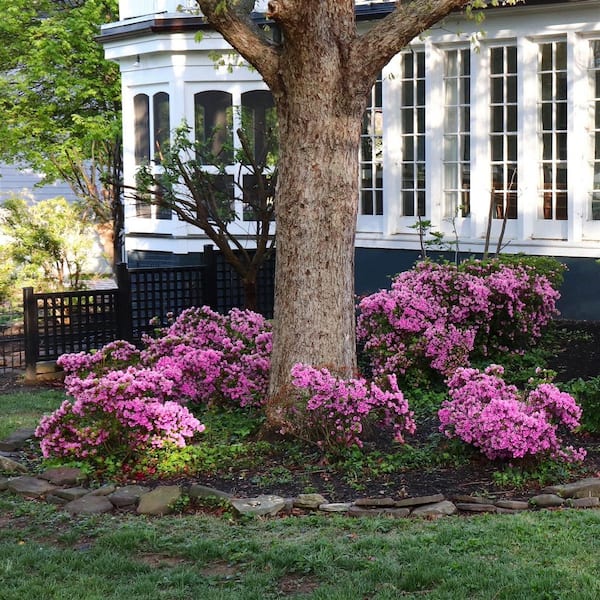 national PLANT NETWORK 1 Gal. Azalea Karens Flowering Shrub with