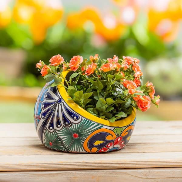 air plant gifts AIR PLANT WEDDING FAVORS – Denver Plant Delivery main image 1