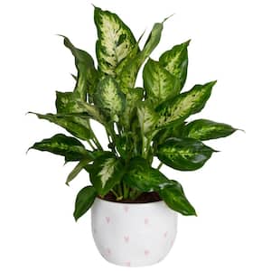 Dieffenbachia Indoor Plant in 6 in. Ceramic Planter, Avg. Shipping Height 1-2 ft. Tall