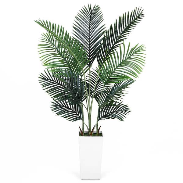 Wekiva Foliage Royal Palm-3 Live Starter Plants in 2 in. Growers  Pots-Roystonea Regia-Rare Ornamental Trees of The World RoyalPalm3x2 - The  Home Depot