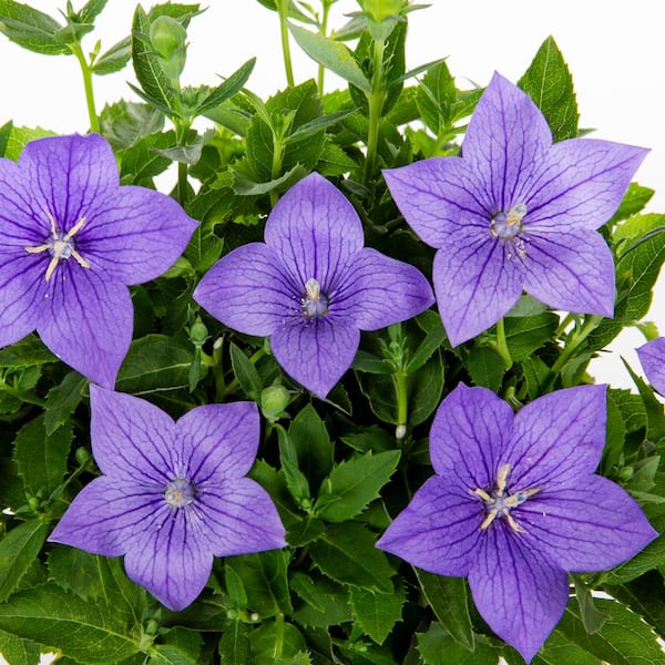 METROLINA GREENHOUSES 2.5 Qt. Twinkle Blue Balloon Flower
