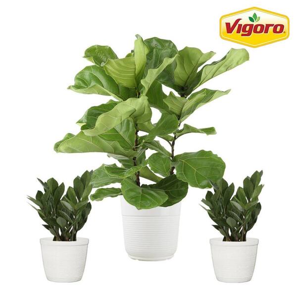 Vigoro 10 in. Fiddle Leaf Lyrata Standard and (2) 6 in. Spathiphyllum Peace Lily Plant in White Decor Planter, (3 Pack)