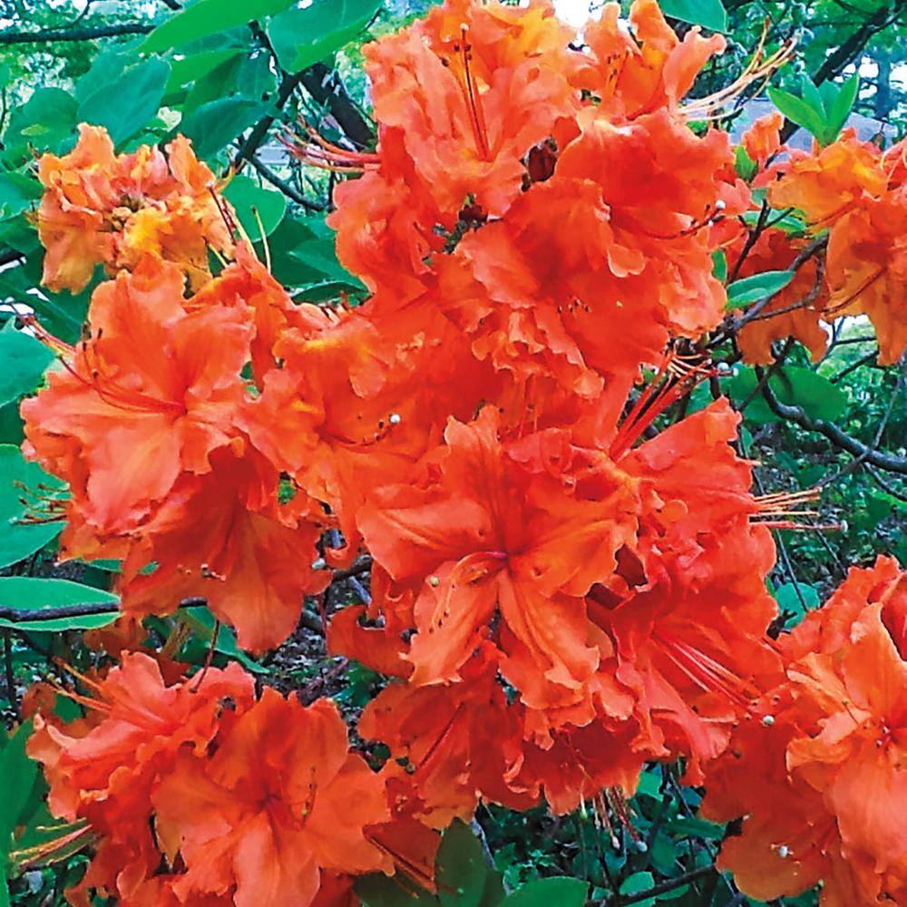 Mandarin Lights Orange Flowering Azalea Bush in 1-Gallon Pot