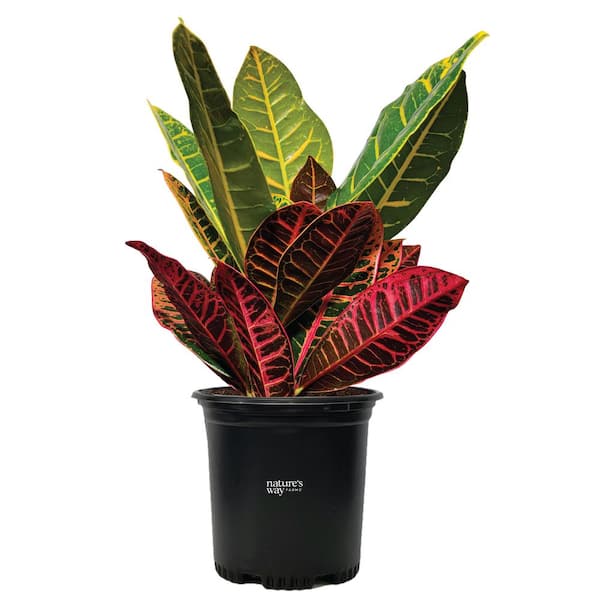 NATURE'S WAY FARMS Croton Petra Live Outdoor Plant in Growers Pot Average Shipping Height 1-2 Ft. Tall