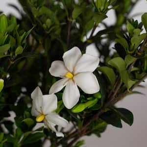 2.5 Gal - Kleim's Hardy Daisy Gardenia, Live Evergreen Shrub, White Fragrant Blooms