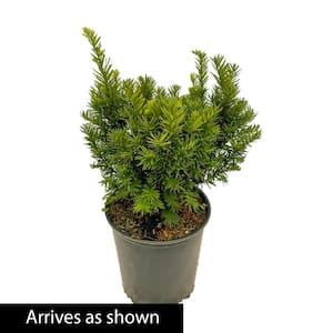 1.50 Gal. Dark Green Spreader Yew (Taxus), Live Evergreen Plant, Green Foliage