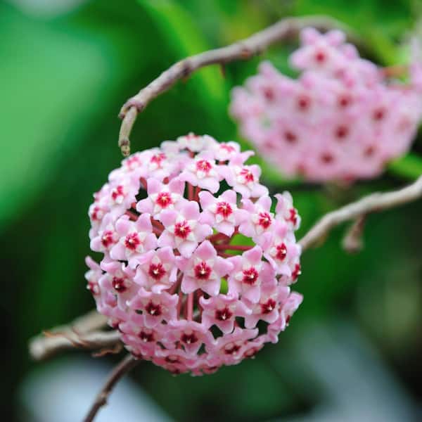 national PLANT NETWORK 4 in. Hoya Krimson Queen Plant in Grower