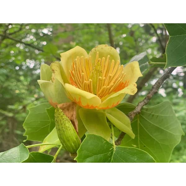 Online Orchards Tulip Poplar Native Tree with Fast Growth and