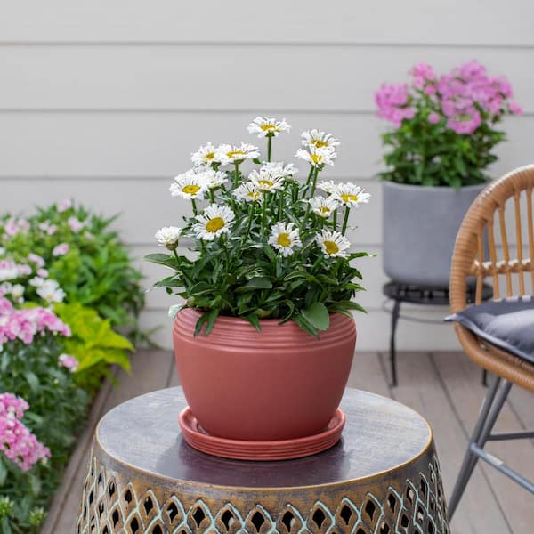 Vigoro 1.5 Pt. Leucanthemum Shasta Daisy 'Sweet Daisy Sofie' White Perennial  Plant (5-Pack) 78466 - The Home Depot
