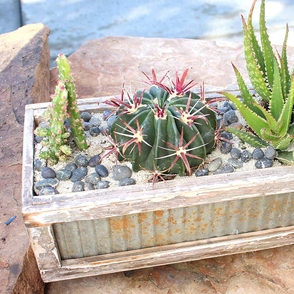 Assorted 2.5-Inch Multicolor Cactus Plants in Black Pots