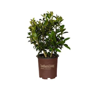 Southern Living Holly Jolly Collection White Snowed Berry Branch