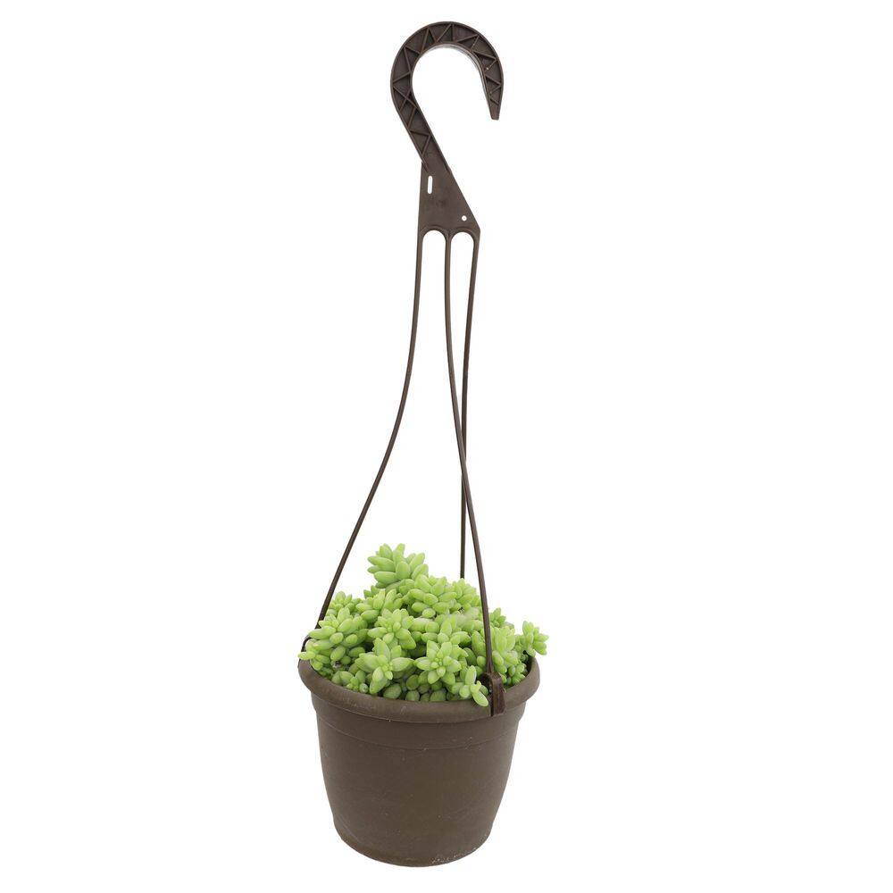 Sedum 'Burrito' Multicolor Trailing Succulent in Plastic Pot