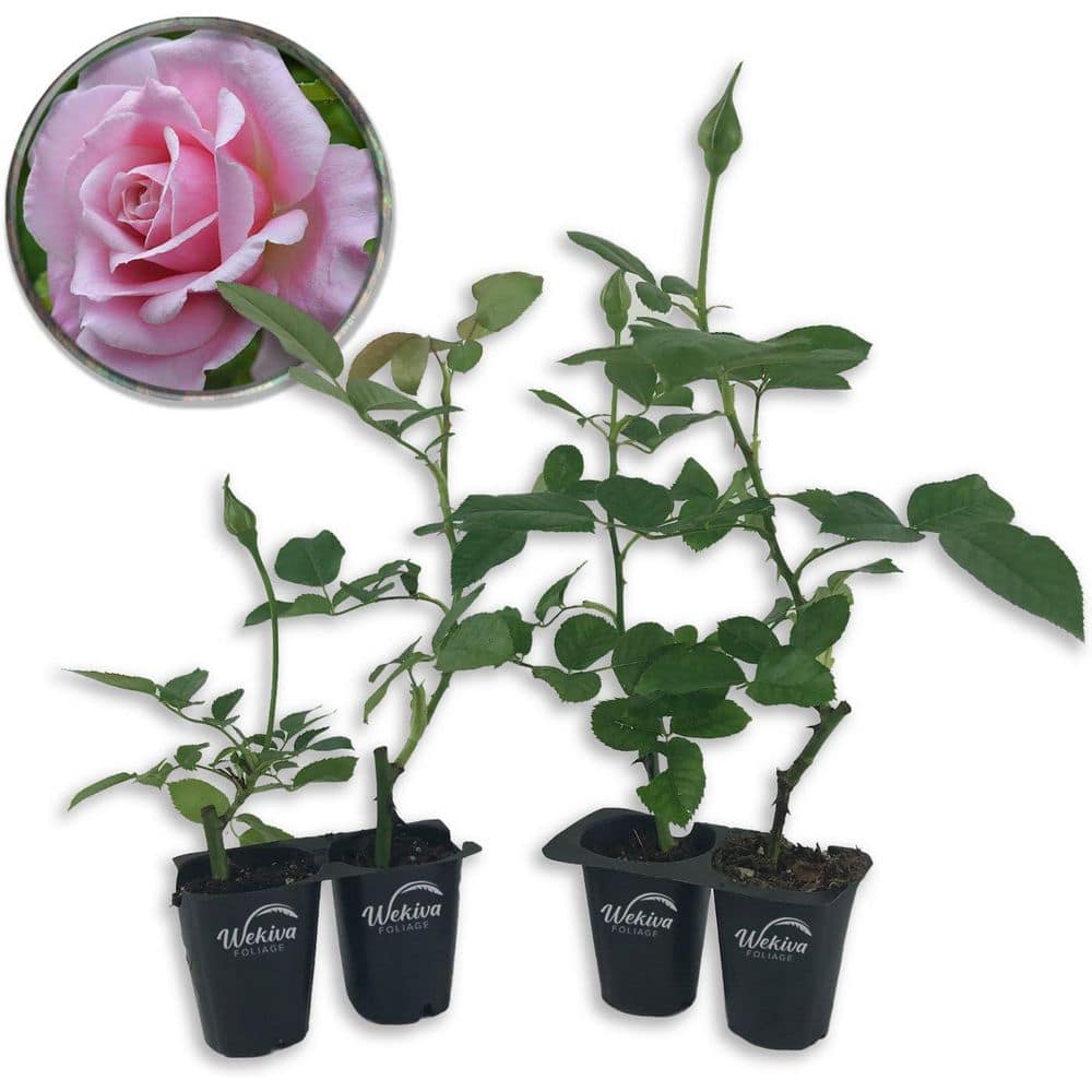 Belinda's Dream Rose Bush 4-Live Starter Plants in 2 in. Pots-Beautifully Fragrant Rose from Florida price history on PriceWatchPro