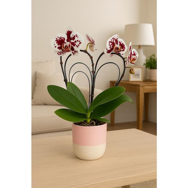 Large Heart Orchid Plant in Ceramic Vase heart5