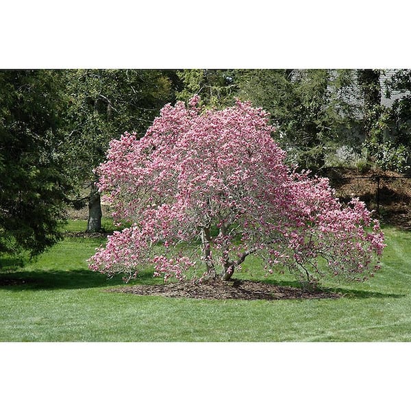5 Gal. Ann Magnolia Flowering Deciduous Tree with Pink Flowers