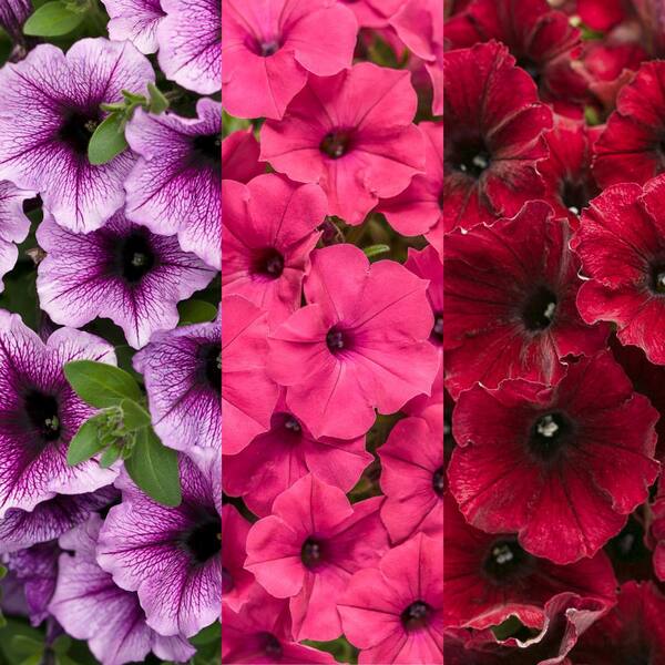 PROVEN WINNERS 6.5 in. Grand Traverse Combination Live Annual Plant,  Multi-Color Flowers (1-Pack) COMOOO5336106 - The Home Depot