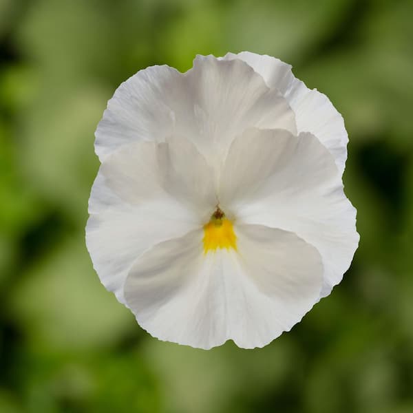1.27 Qt. Delta White Pure Pansy Plant (6-Pack) 600532 - The Home Depot