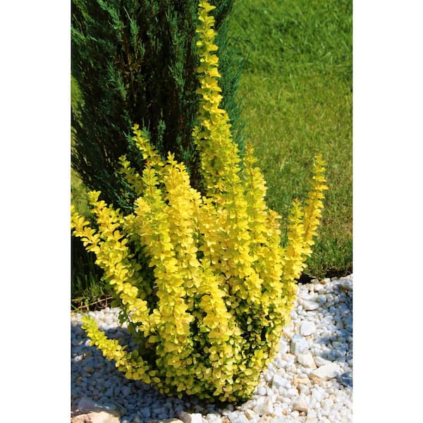 Online Orchards 1 Gal. Golden Rocket Upright Barberry Shrub with Bright Foliage and Narrow Columnar Form