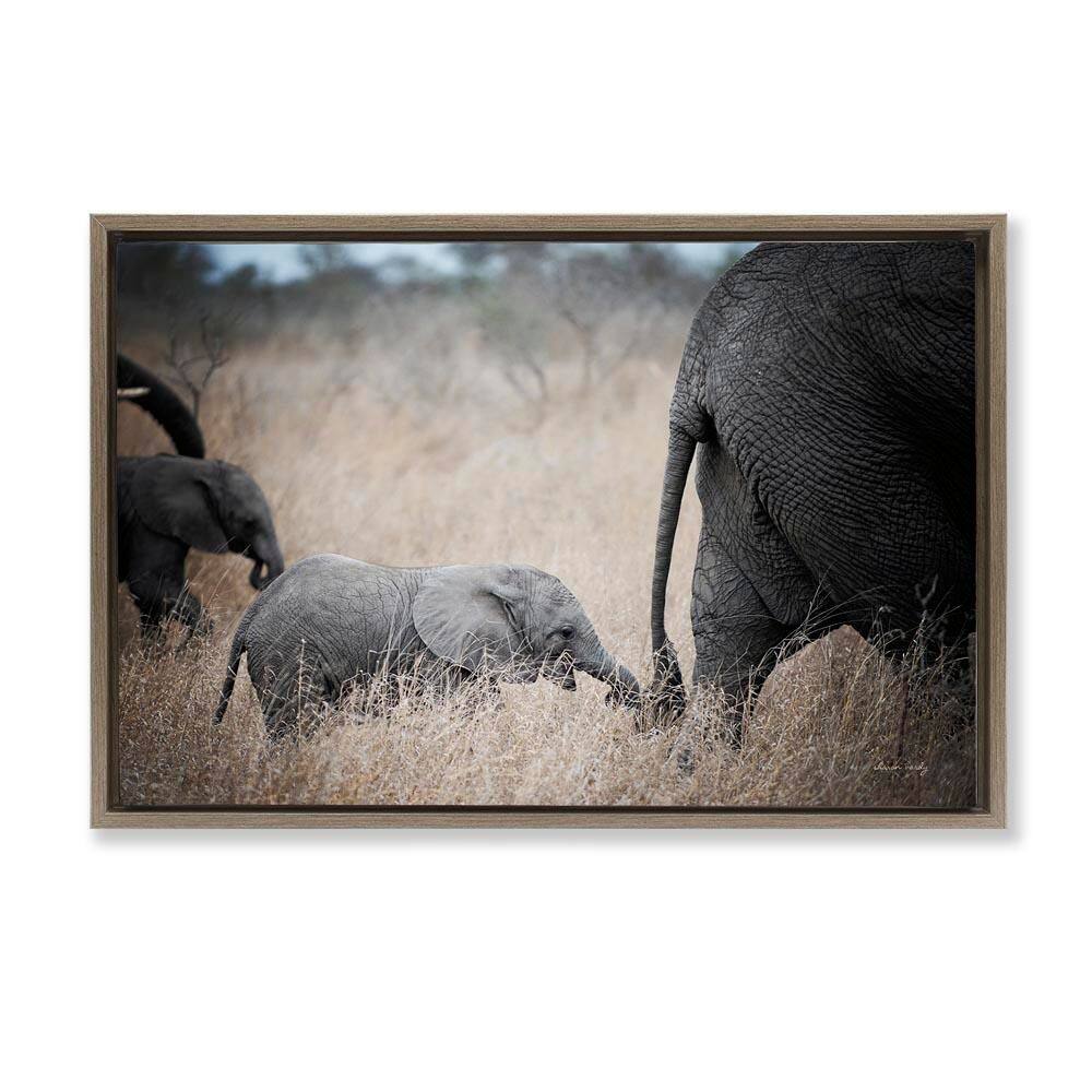 Baby Elephant Strolling by Sharon Vardy Brown Floater Frame Animal Graphic Art Print 17 in. x 25 in. price history on PriceWatchPro