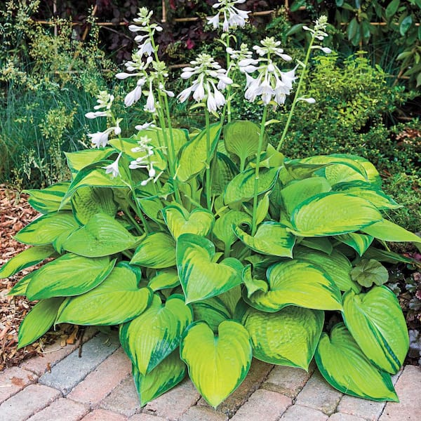 Spring Hill Nurseries 3 Gal. Pot, Paradigm Hosta, Potted Deciduous Foliage Perennial Plant (1-Pack)