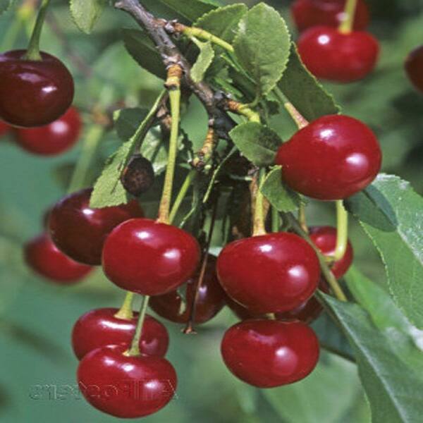 OnlinePlantCenter 5 gal. North Star Sour Cherry Fruit Tree