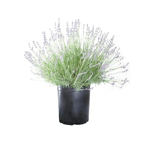 #5 Container 'Provence' French Lavender Shrub Plant