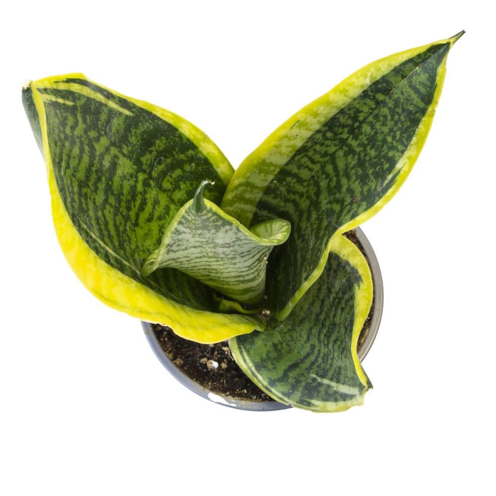 Superba Snake Plant Variety Pack with Yellow-Green Twisted Leaves