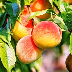 Belle of Georgia Peach Fruit Tree