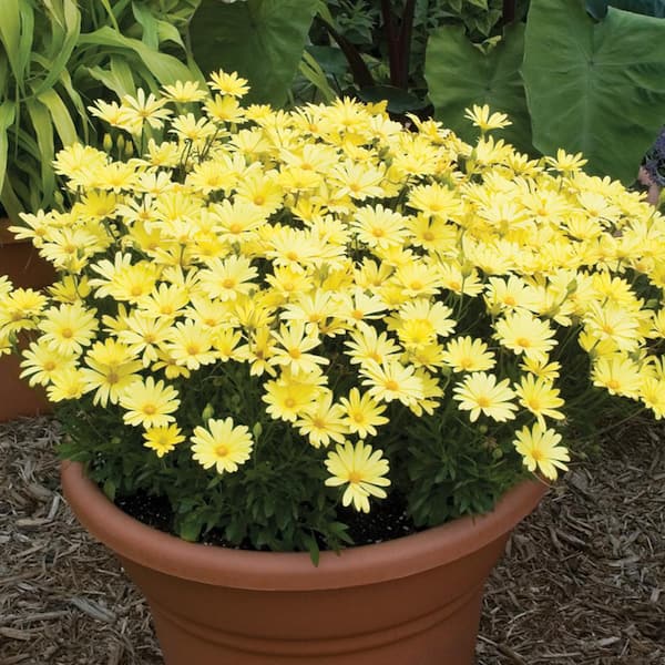 Vigoro 2 QT Osteospermum African Daisy 'Voltage Yellow' Yellow Annual Plant