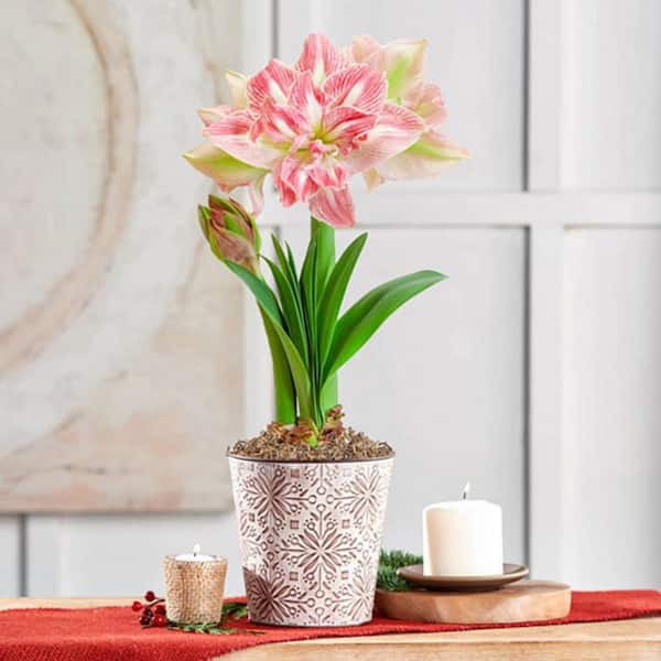 Gardens Alive! 6 in. Pot Pretty Nymph White and Pink Flowering Amaryllis (Hippeastrum) Bulb Holiday Gift Kit, Planted in a Decorative